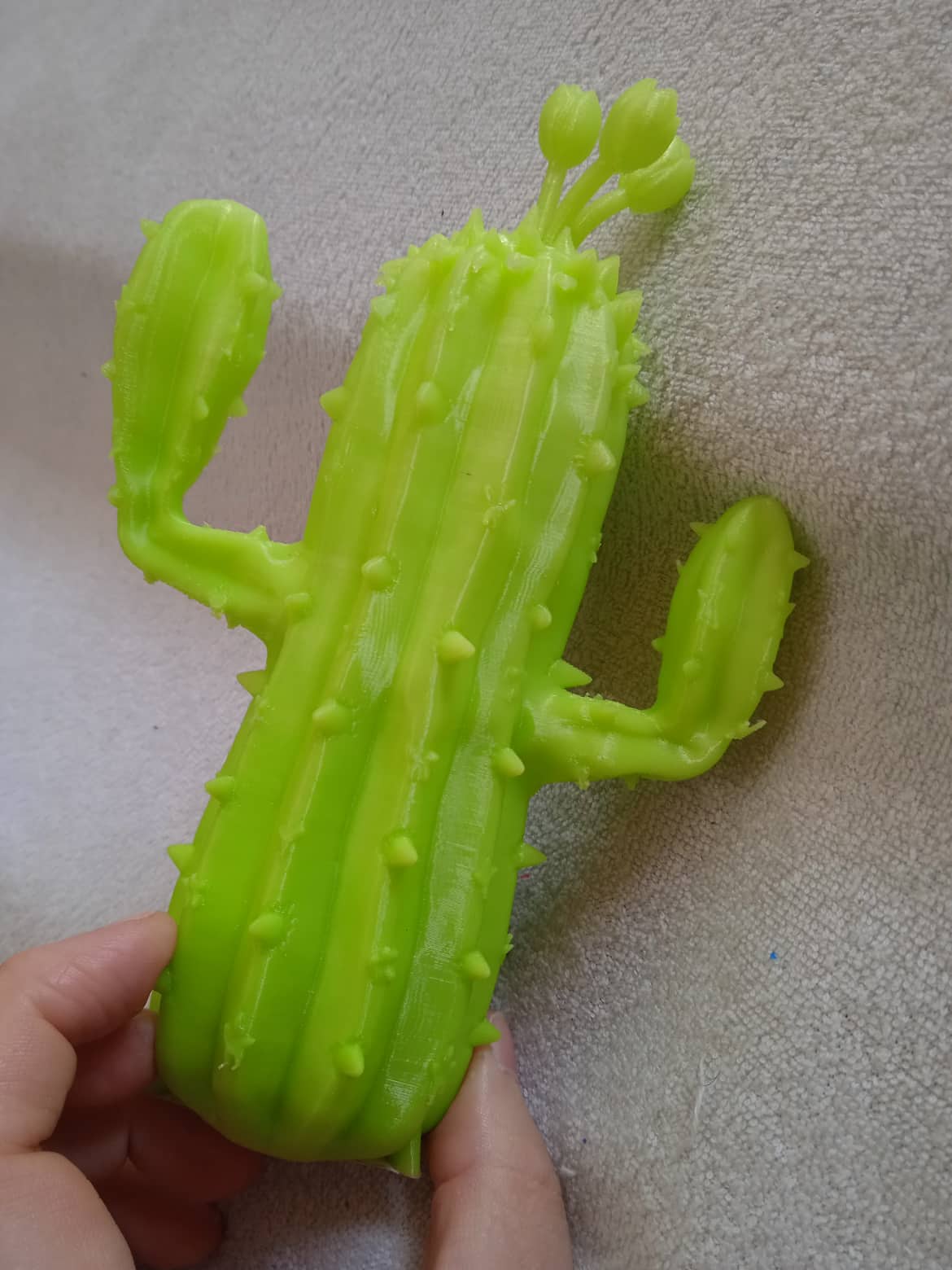 Kaktus